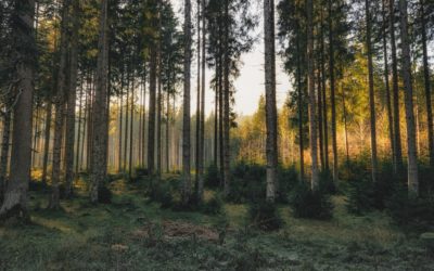 Henkistä ja taloudellista hyvinvointia metsästä